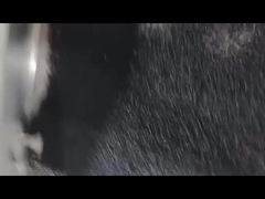 Seco negro Masterbatch Desinfectante de espuma Masterbatch